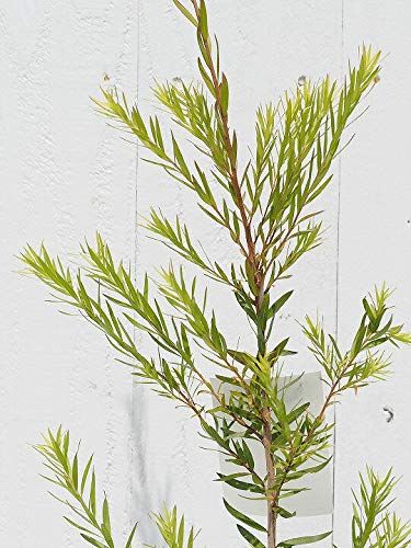 Amazon | メラレウカ ティーツリー 苗 【レボリューショングリーン】 5